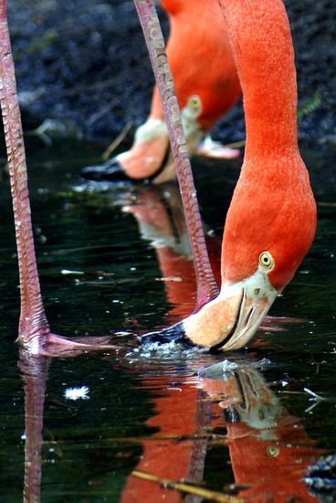 FLAMINGO's