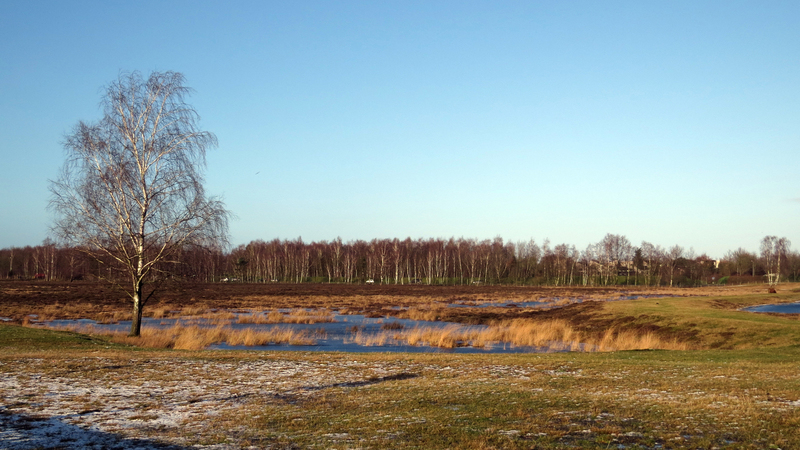 LANDSCHAP BIJ BLARICUM