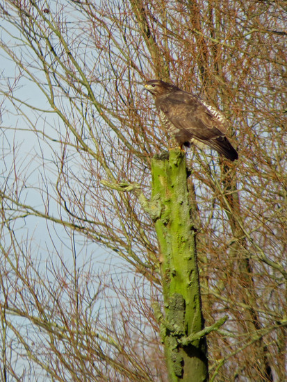 BUIZERD