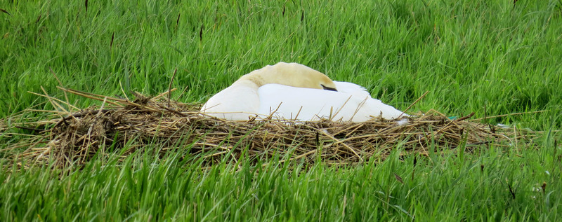 ZWAAN OP NEST