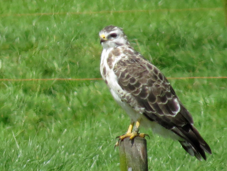 BUIZERD