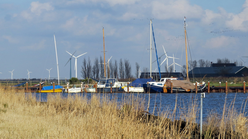 SCHEEPJES BIJ EEMDIJK