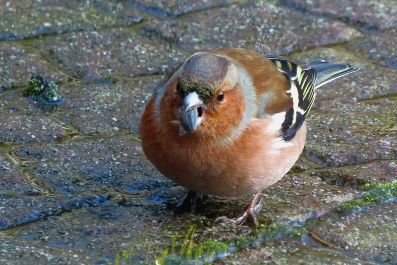 VINK