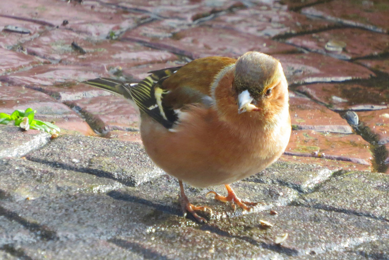 VINK