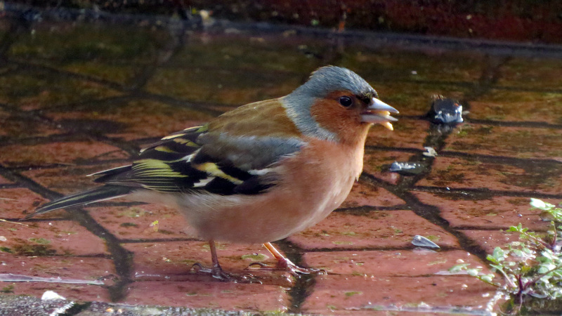 VINK