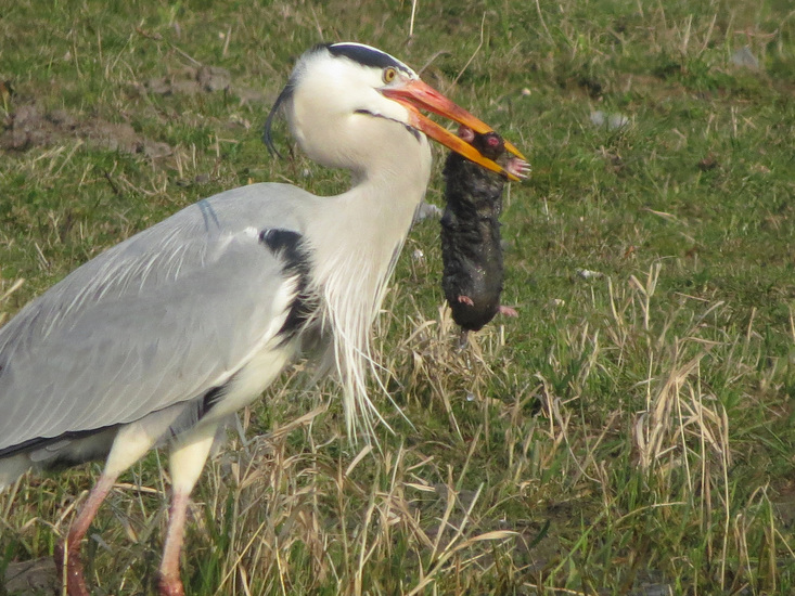 REIGER VANGT MOL