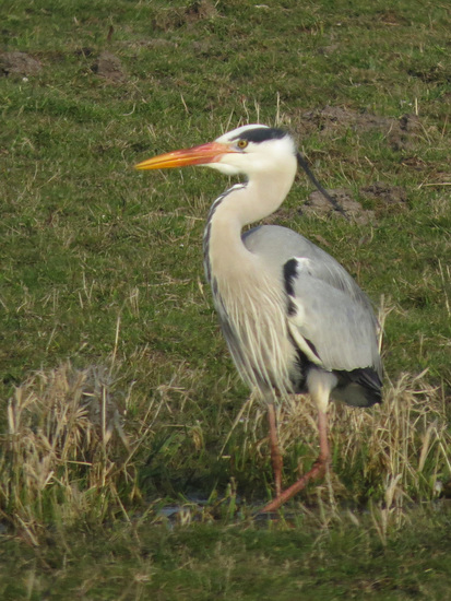 REIGER