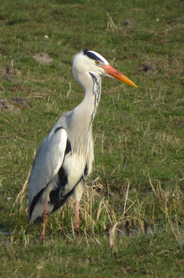 REIGER