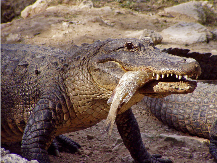 ALLIGATOR