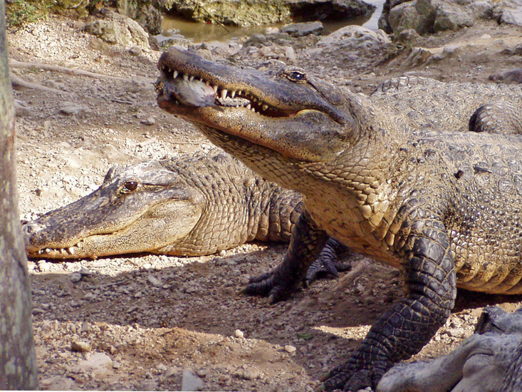 ALLIGATOR