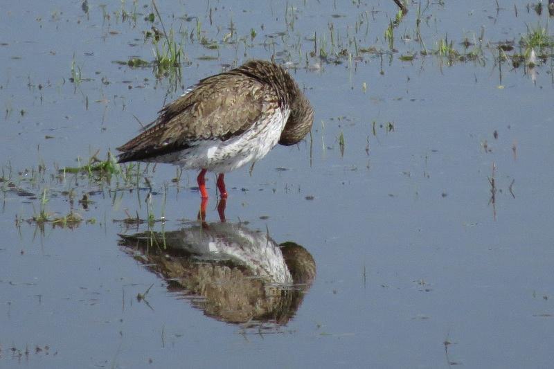 TURELUUR SPIEGELBEELD