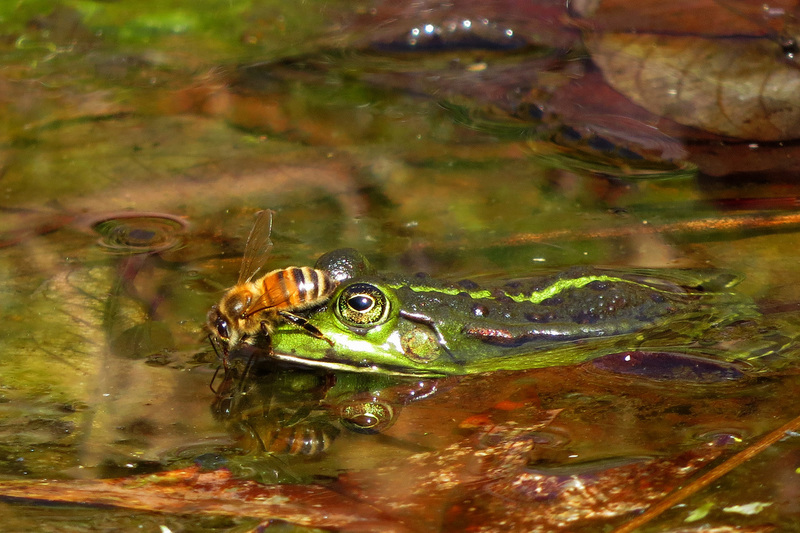 BIJ OP KOP VAN KIKKER