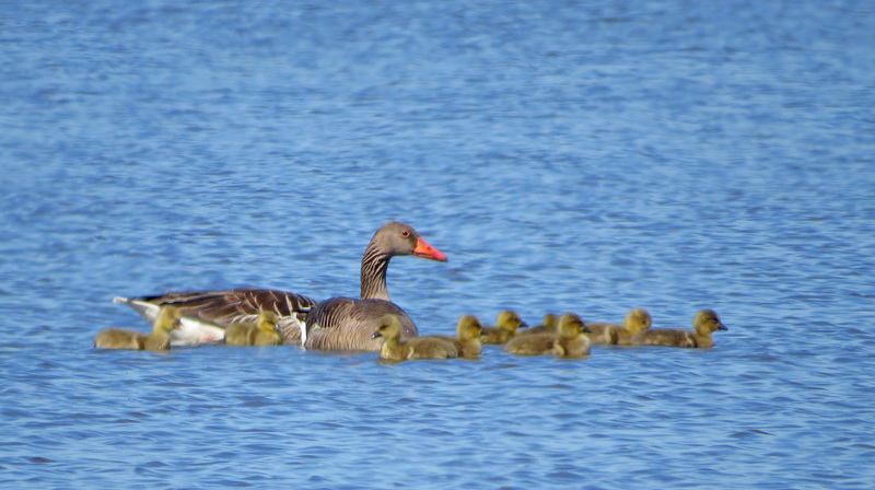 GRAUWE GANS MET JONGEN