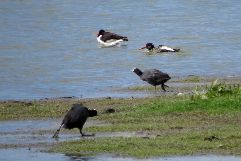 SCHOLEKSTERS EN MEERKOETEN