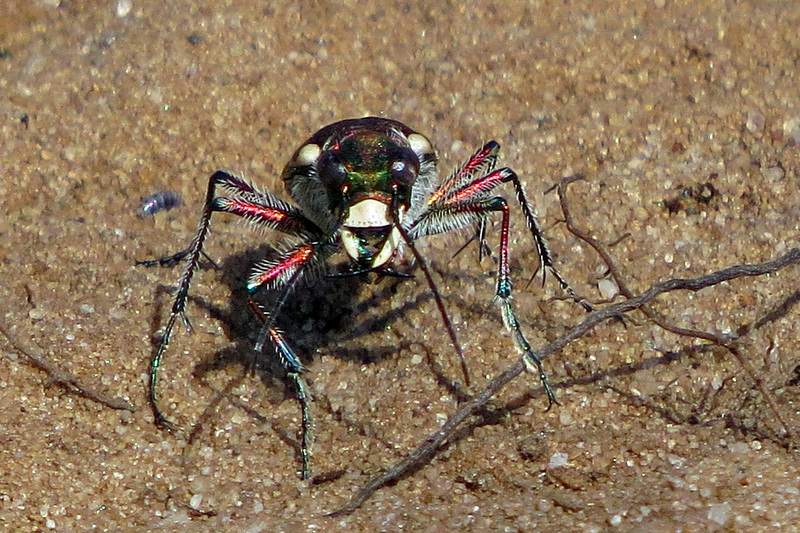 BASTERDZANDLOOPKEVER