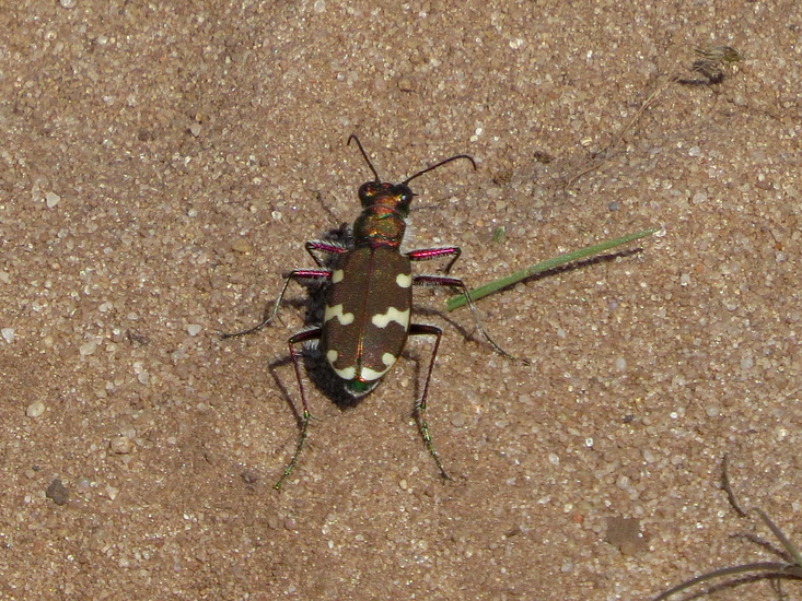 BASTERDZANDLOOPKEVER