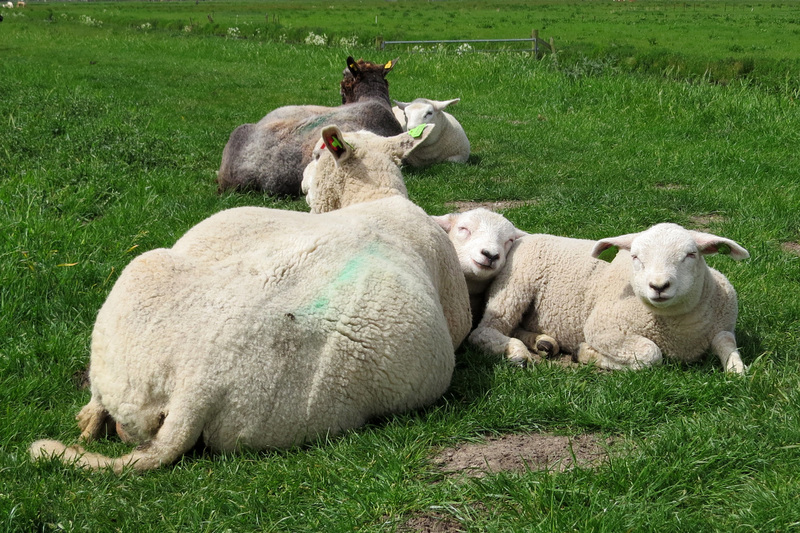 SCHAAP MET LAMMETJES