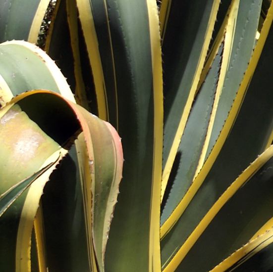 AGAVE