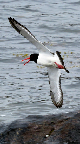 SCHOLEKSTER IN VLUCHT