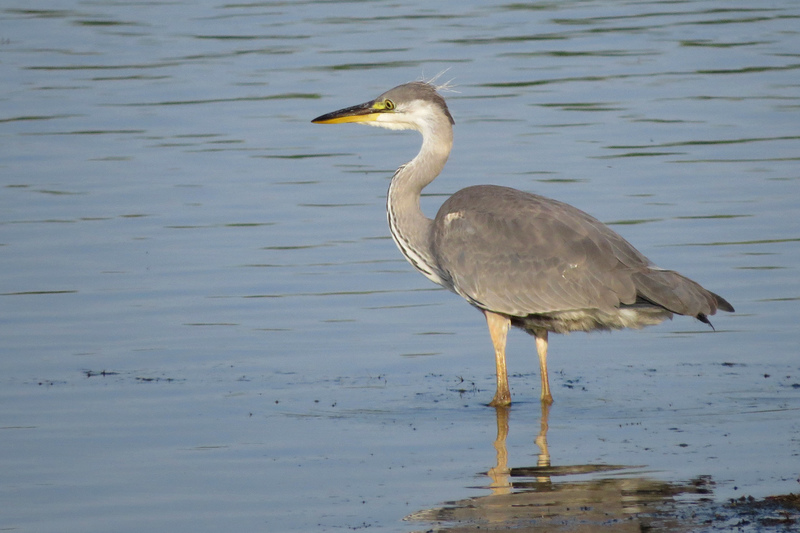 BLAUWE REIGER