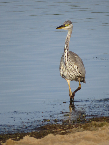 BLAUWE REIGER
