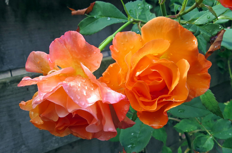 ORANJE ROZEN