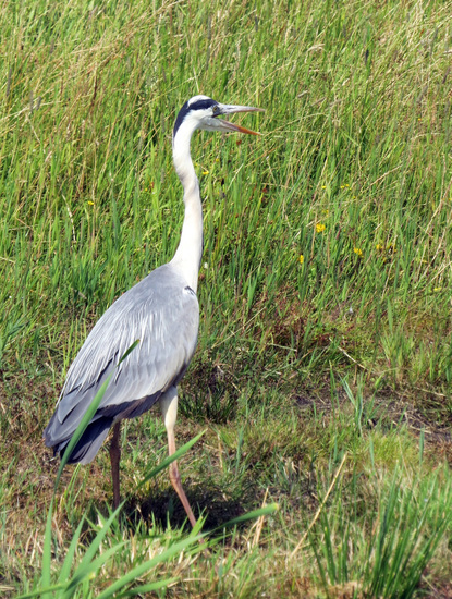 BLAUWE REIGER
