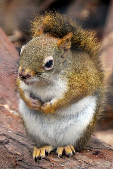 AMERIKAANSE RODE EEKHOORN