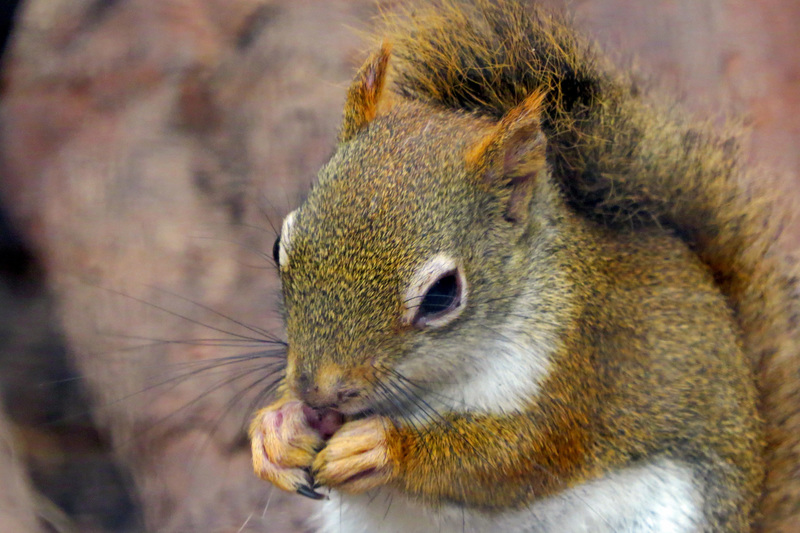 AMERIKAANSE RODE EEKHOORN