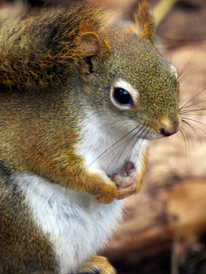 AMERIKAANSE RODE EEKHOORN