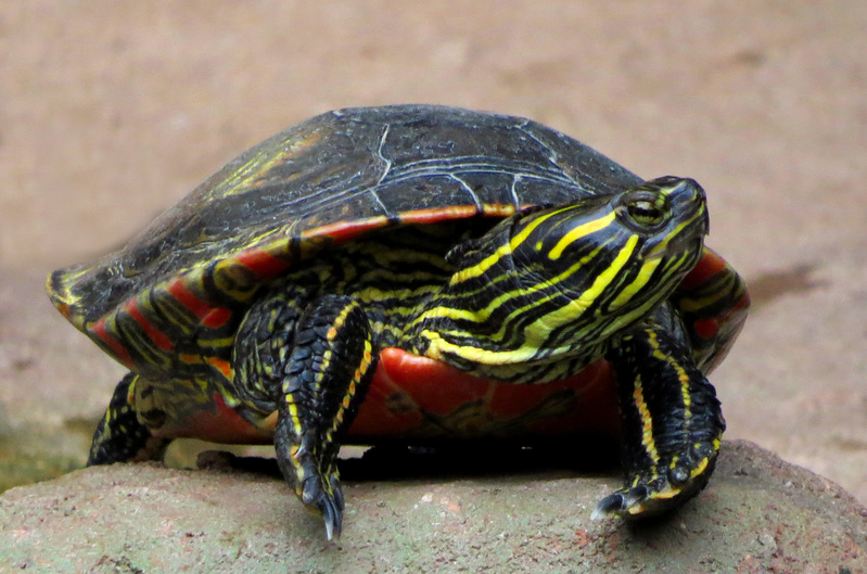 SCHILDPAD