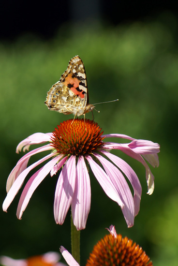 DISTELVLINDER OP ZONNEHOED