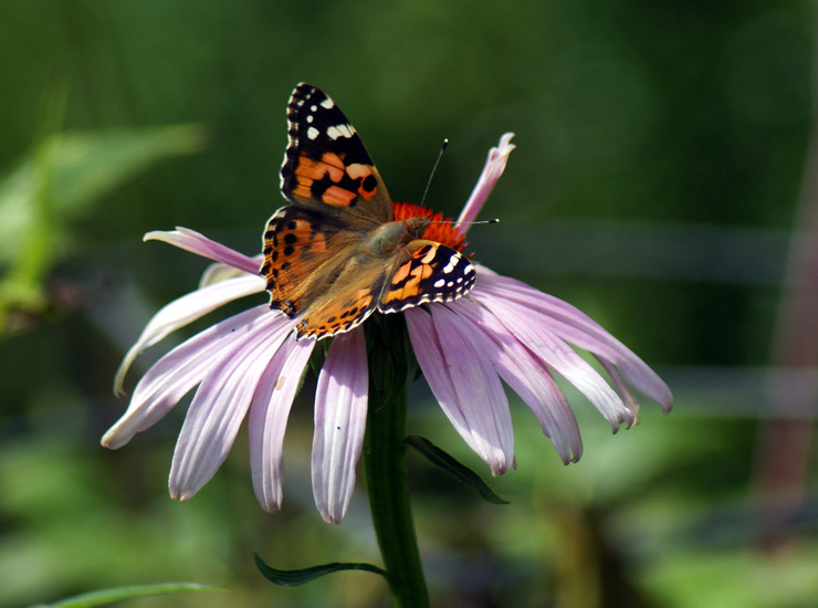 DISTELVLINDER OP ZONNEHOED