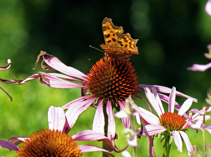 GEHAKKELDE AURELIA OP ZONNEHOED