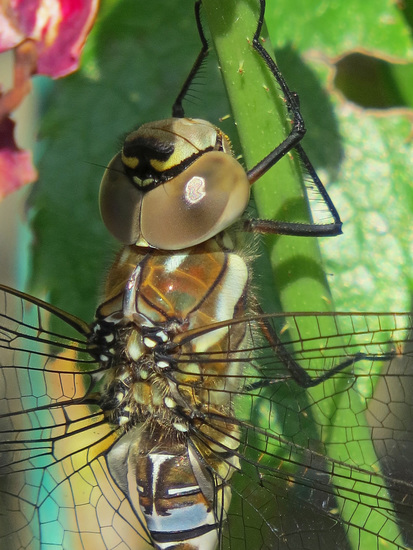 PAARDENBIJTER DETAIL