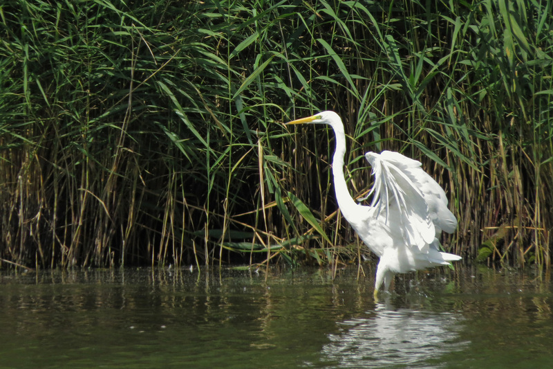 ZILVERREIGER