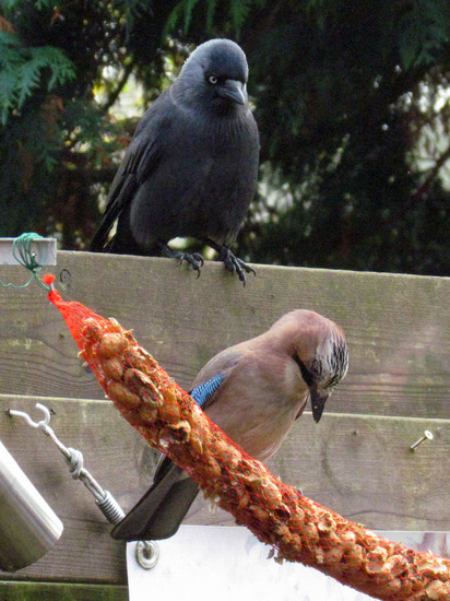 VLAAMSE GAAI MET KAUW