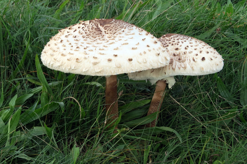 GROTE PARASOLZWAMMEN