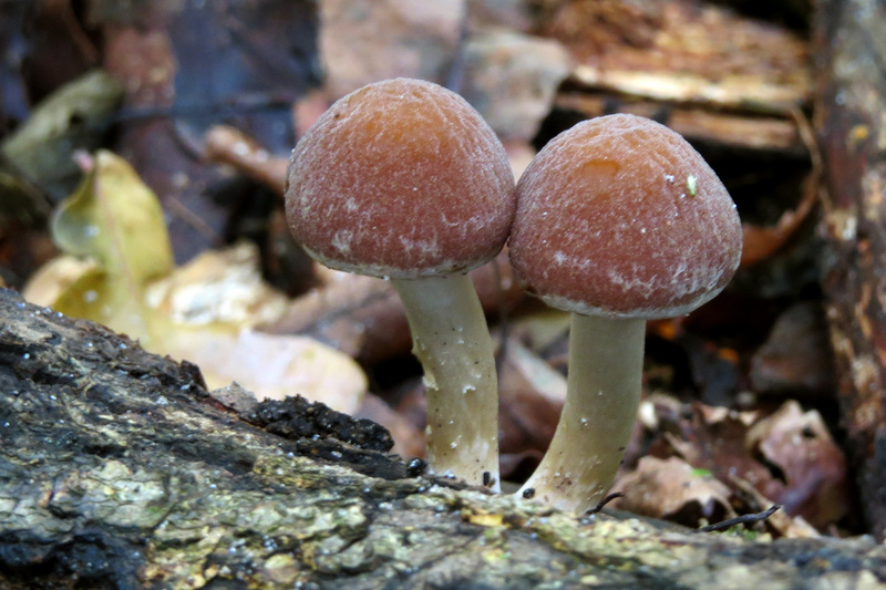 PADDENSTOELEN