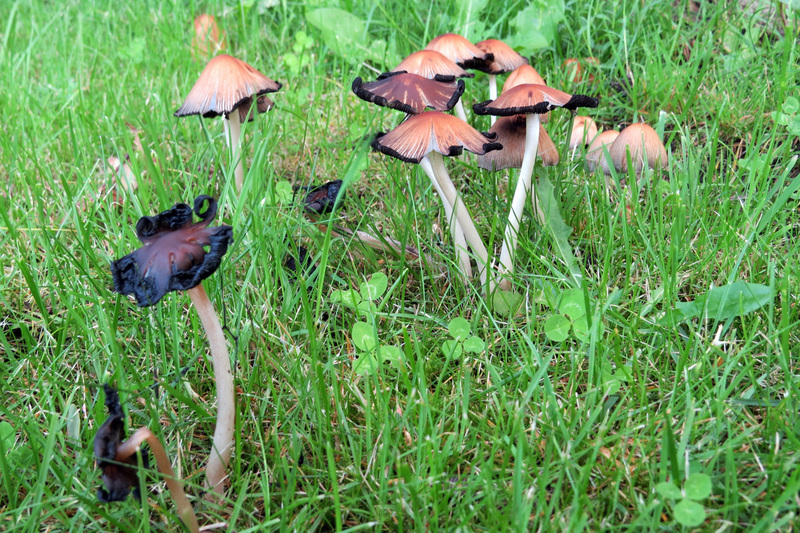 PADDENSTOELEN