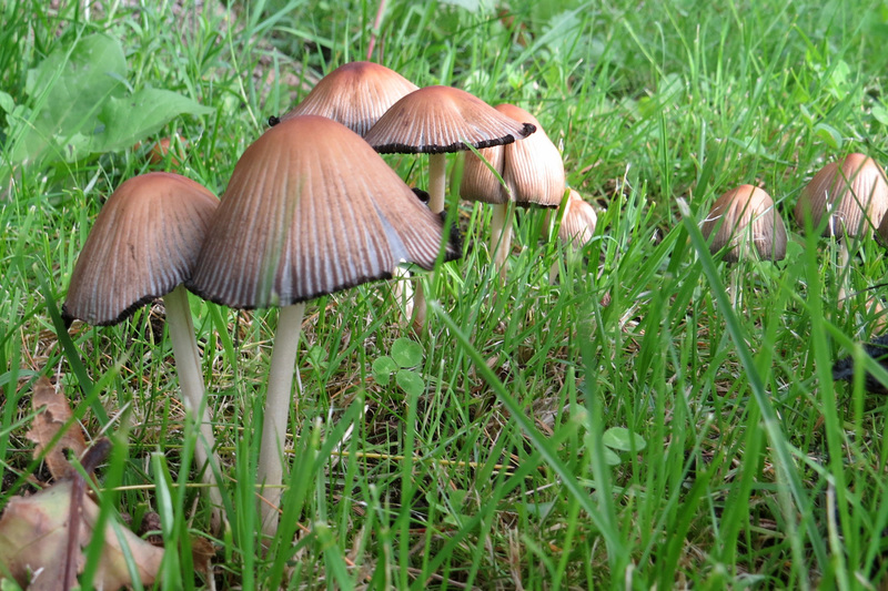 PADDENSTOELEN