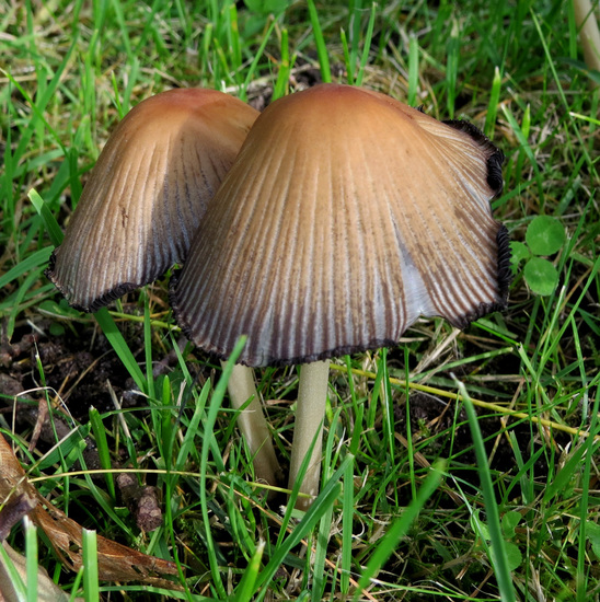 PADDENSTOELEN