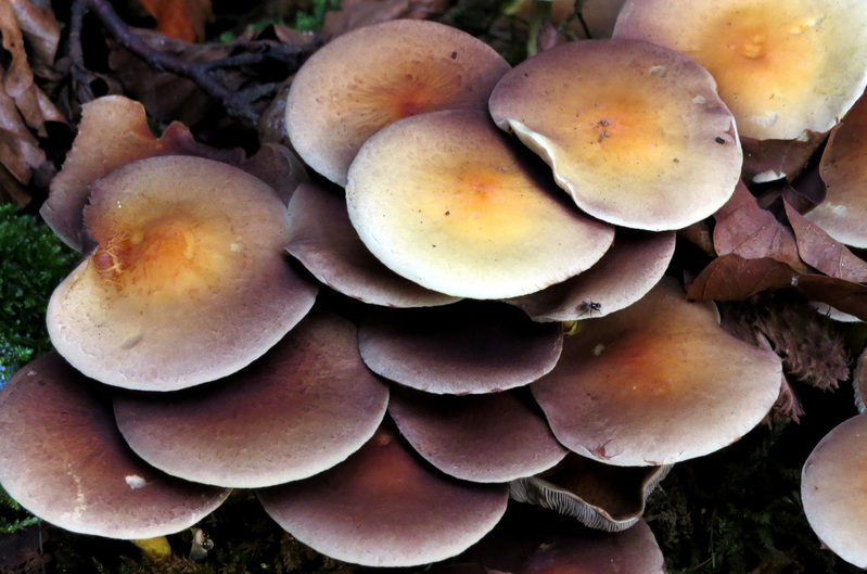 PADDENSTOELEN