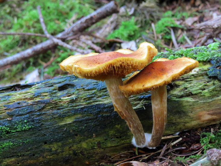PADDENSTOELEN