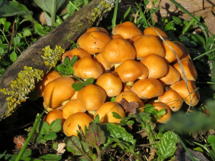 PADDENSTOELEN