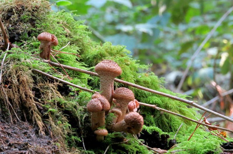 PADDENSTOELEN