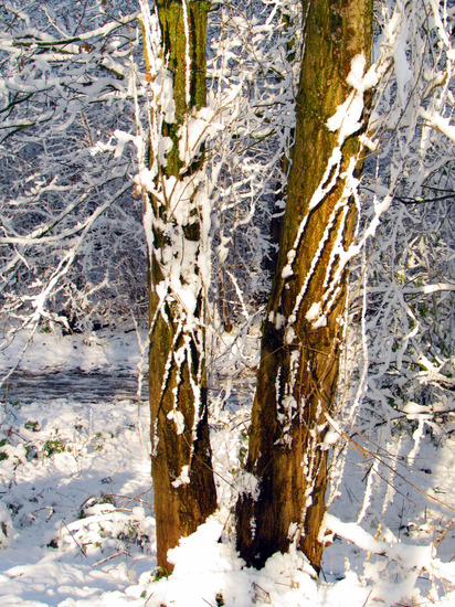 BESNEEUWDE BOMEN