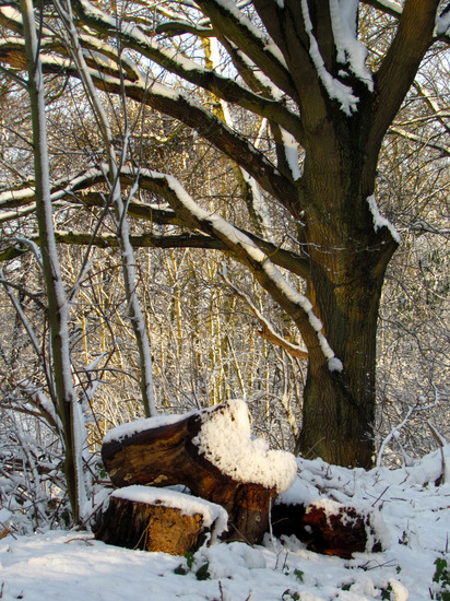 BESNEEUWDE BOMEN