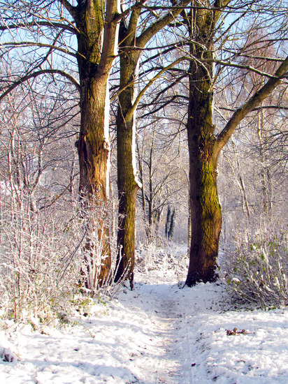 WINTERLANDSCHAP