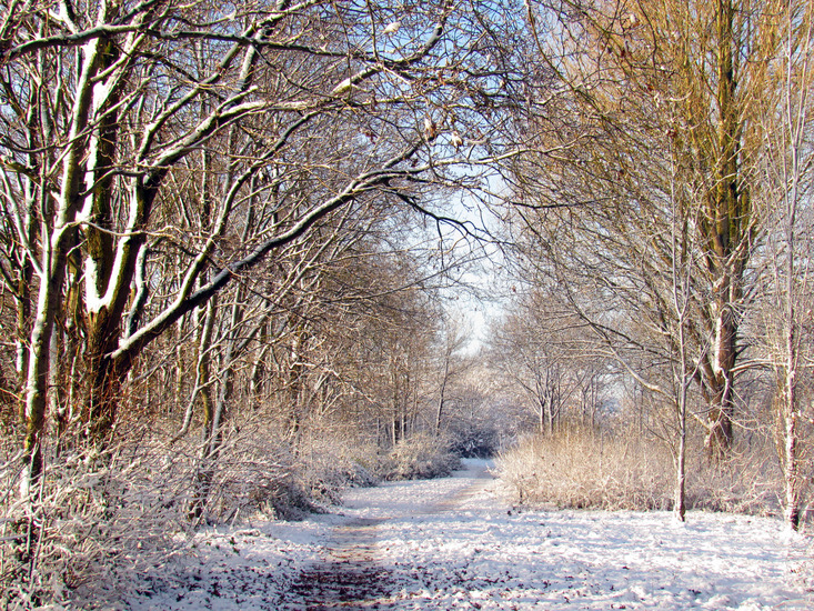 WINTERLANDSCHAP